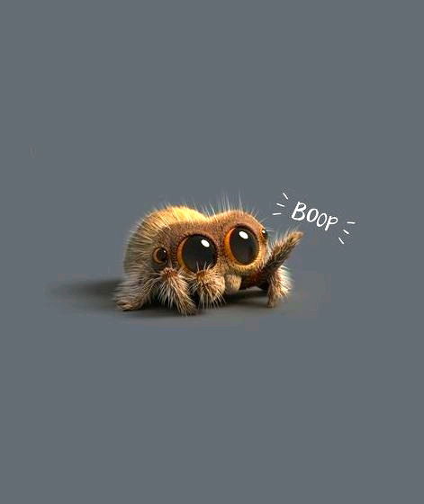 Lucas The Spider