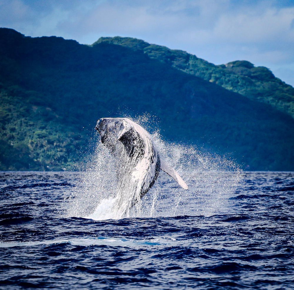 Whale watching treat