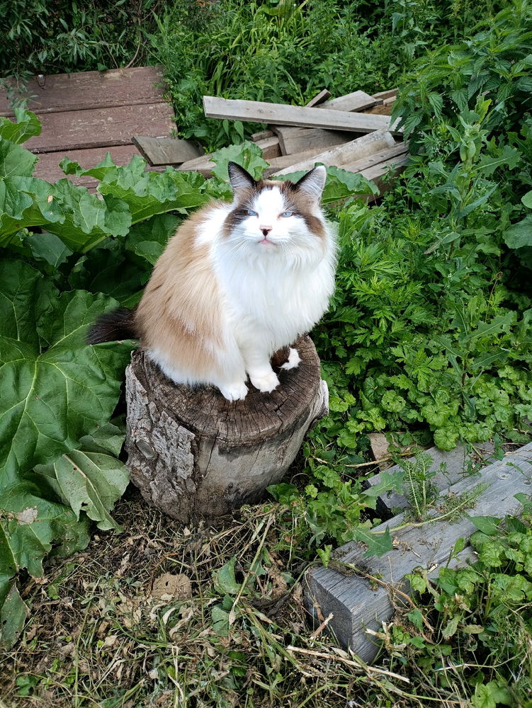 Котика вам в ленту ☺️