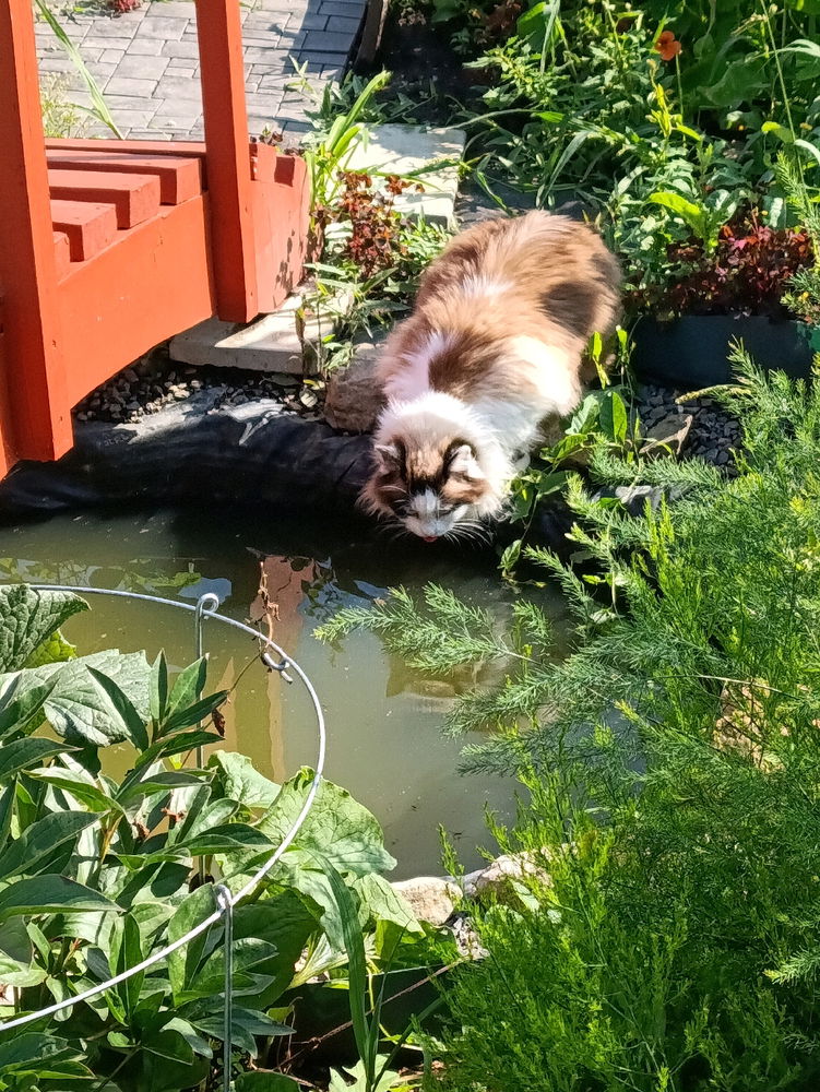 Котика вам в ленту ☺️