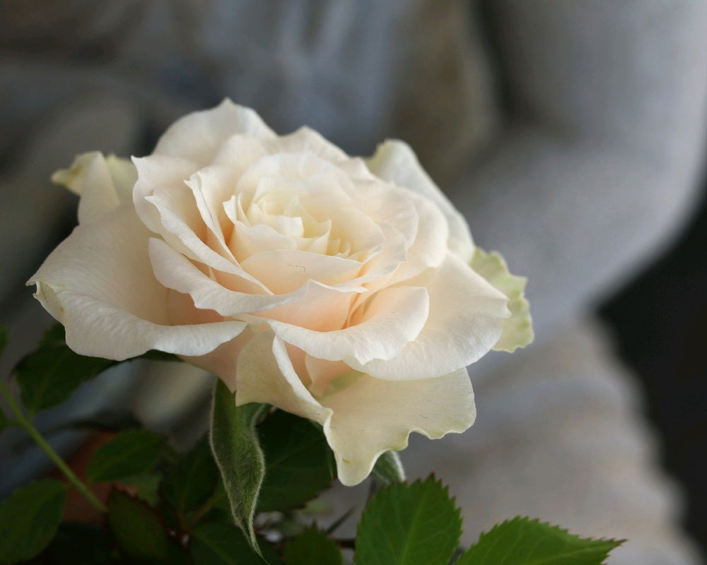 Learning to soften light
