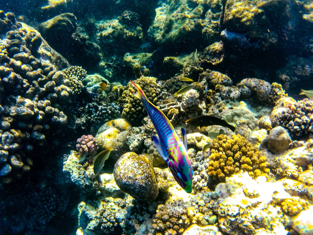 🐟🐠🐡
