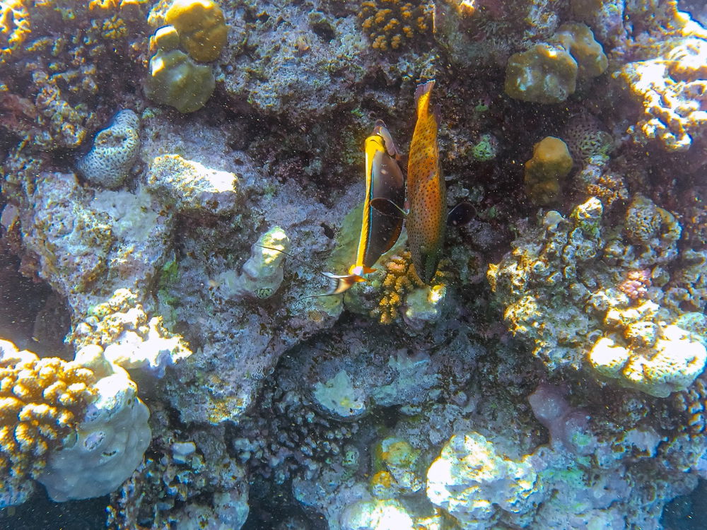 🐟🐠🐡