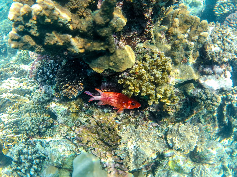 🐟🐠🐡