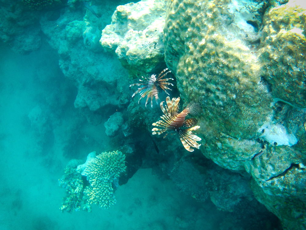 🐟🐠🐡