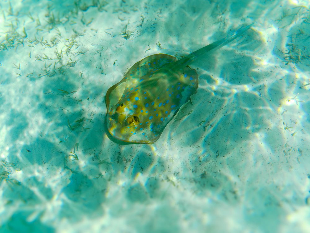 🐟🐠🐡