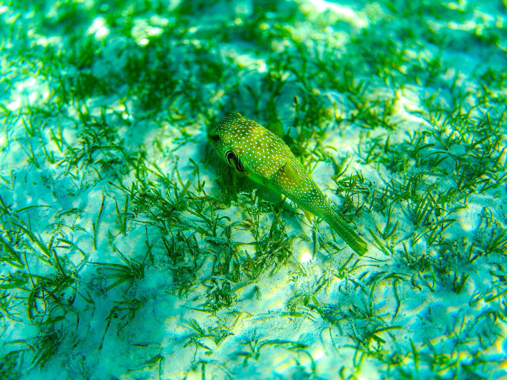 🐟🐠🐡
