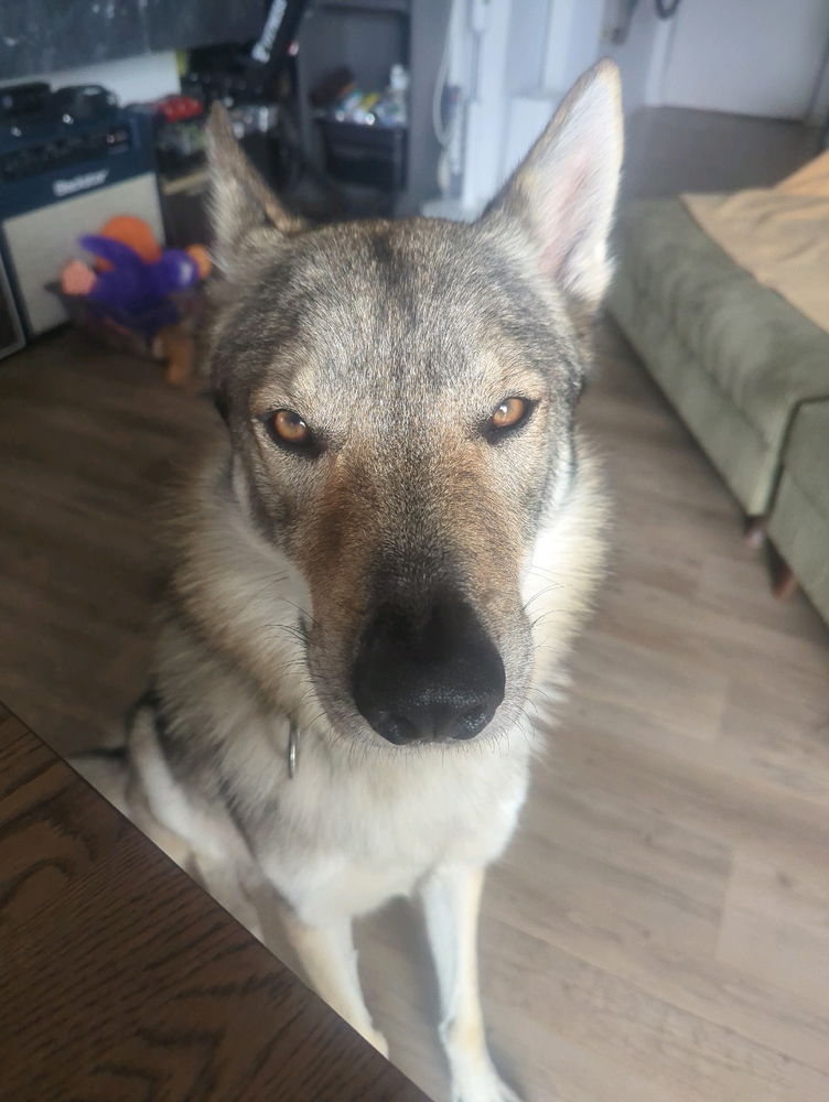 Des team loup ici ?