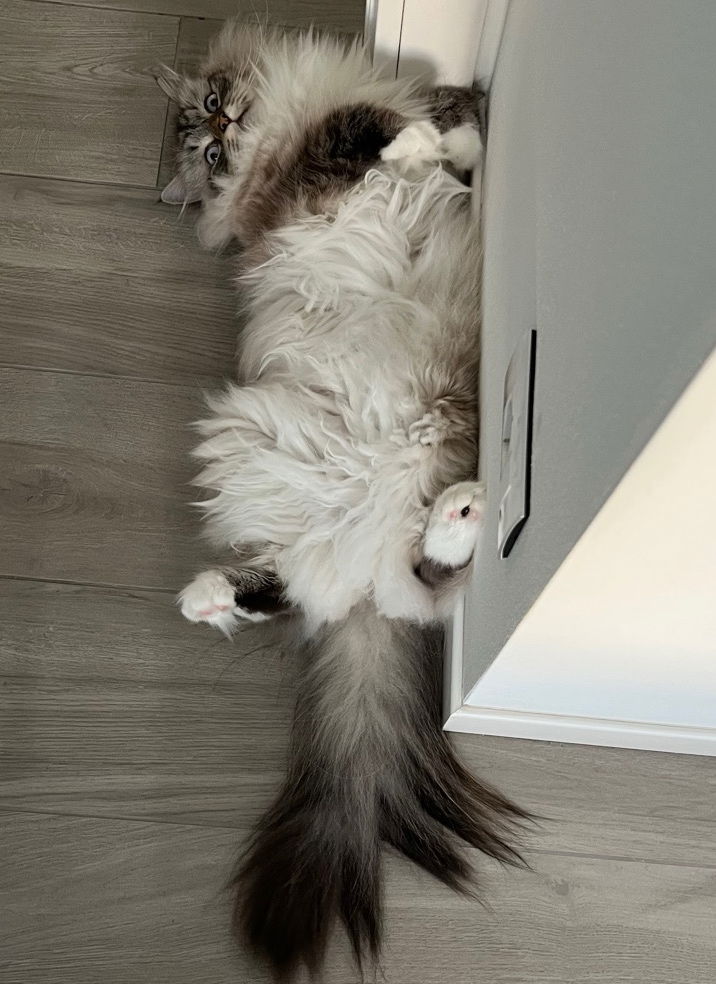 🐱