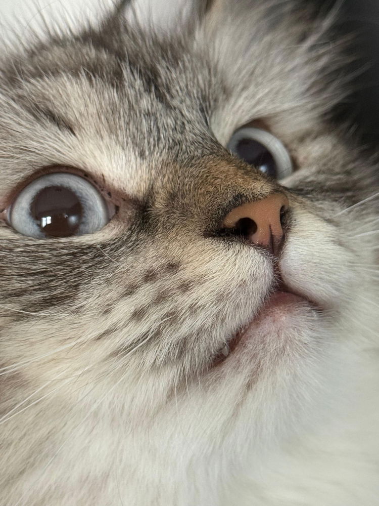 🐱