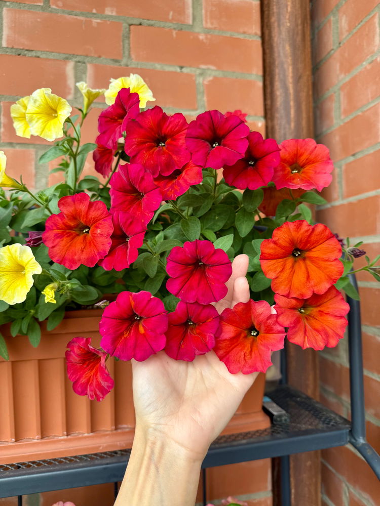 Colors of summer 🌺🌼🌸