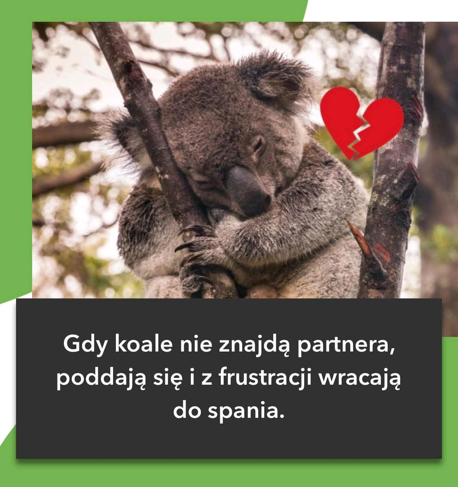 Odkryj swoje wewnętrzne zwierzę.