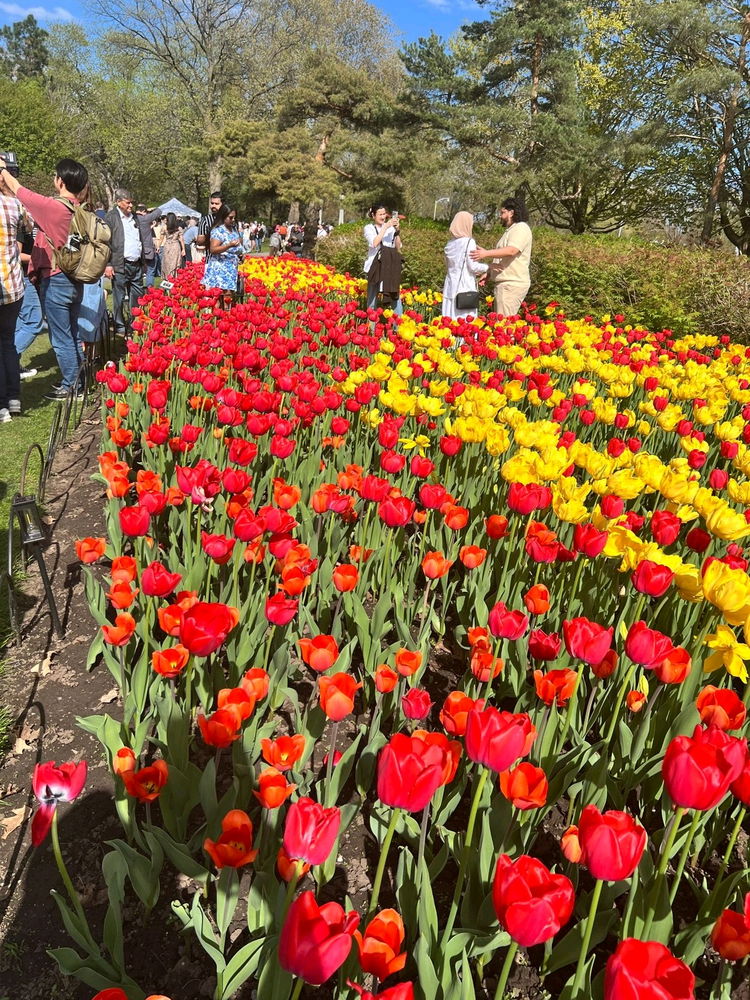 Tulip garden festival, Ottawa Canada