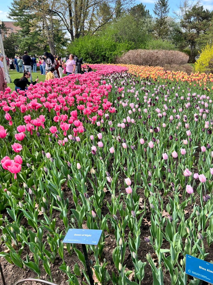Tulip garden festival, Ottawa Canada