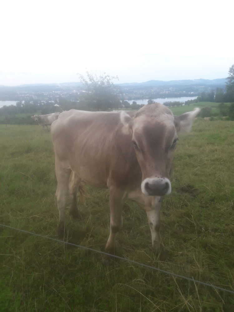 Cute cows