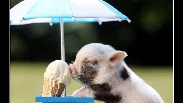 🍦🐷     😍
