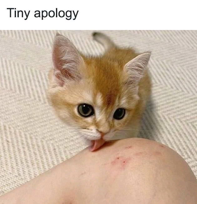 😻