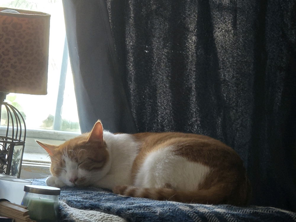 Bean