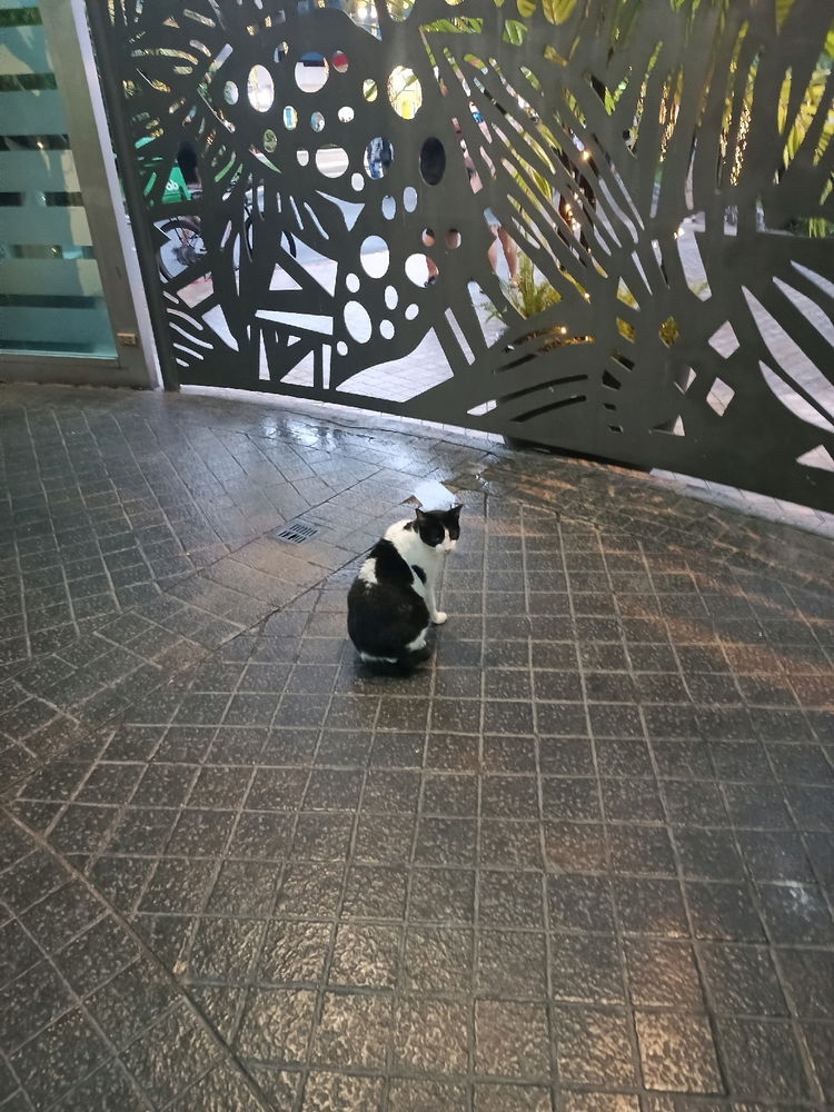 Daily cat post 1