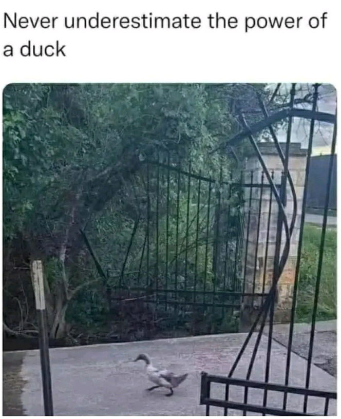 Danger!🦆