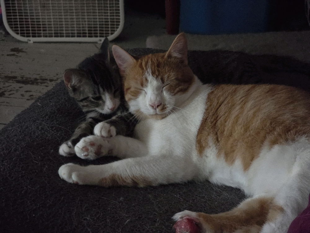 Beans and Toast