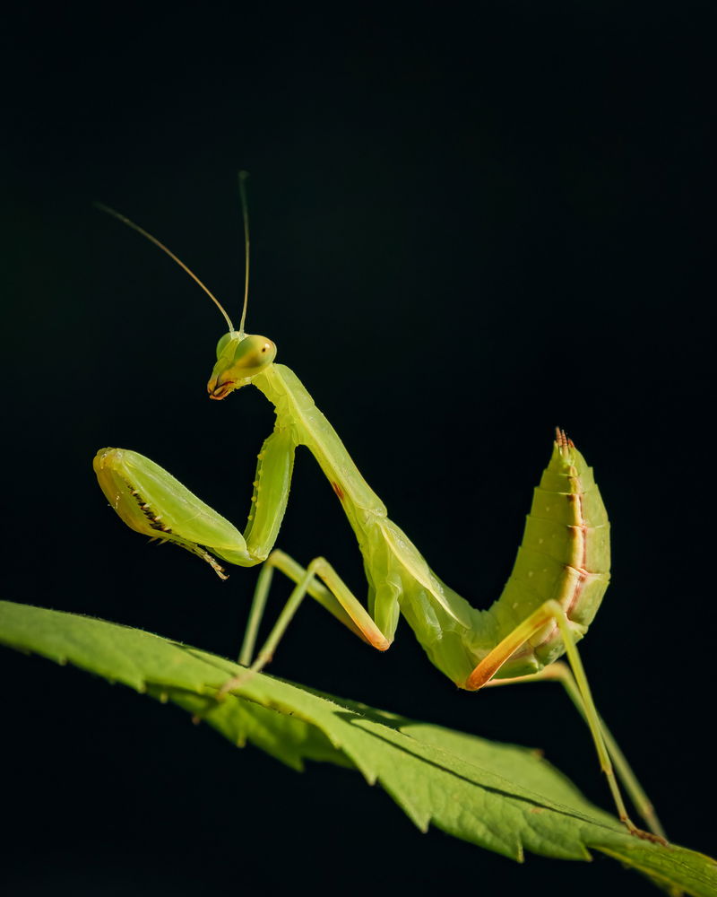 Praying Mantis
