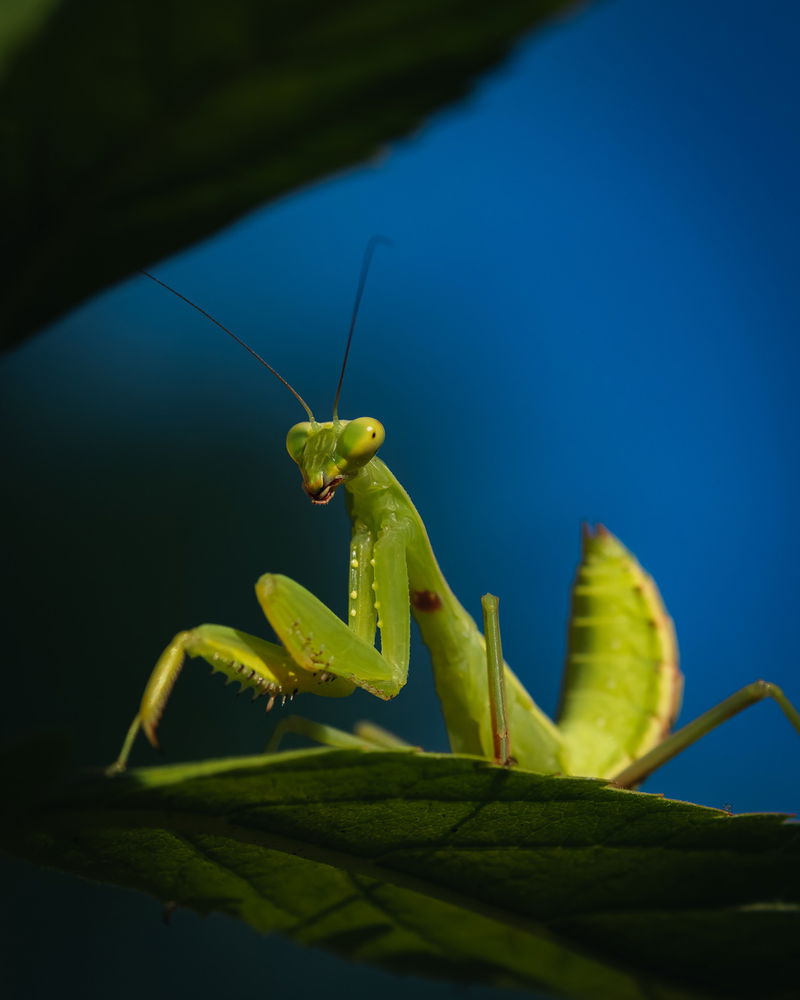 Praying Mantis