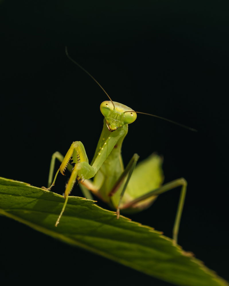 Praying Mantis