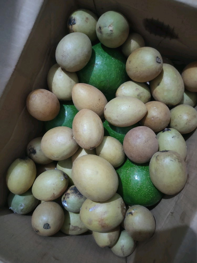 Harvest from the garden