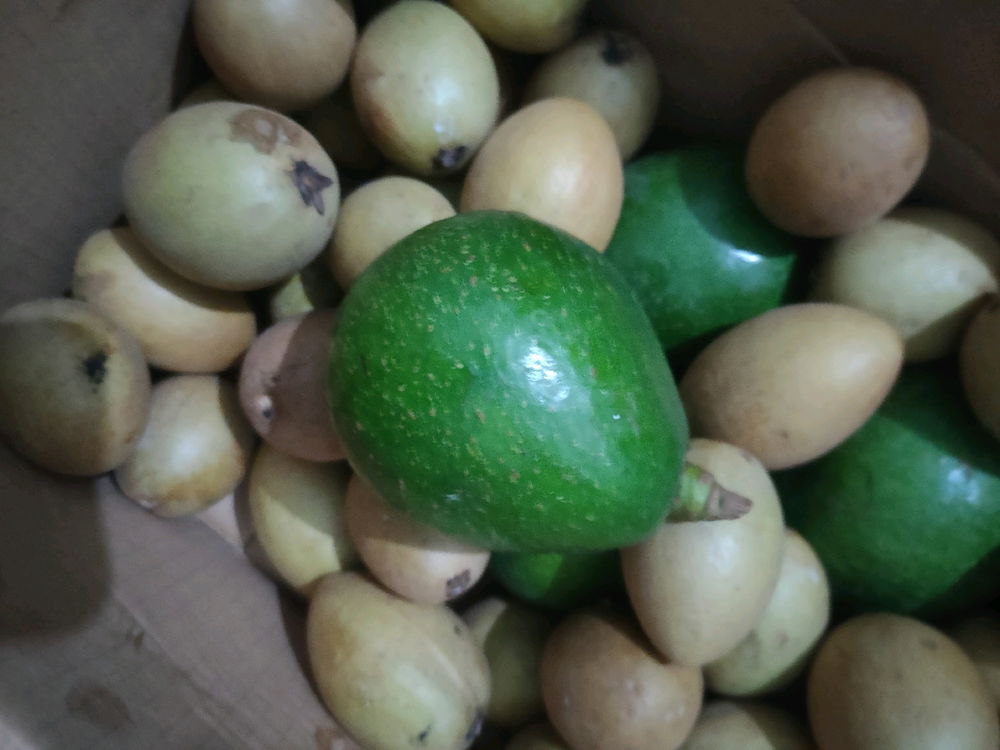 Harvest from the garden