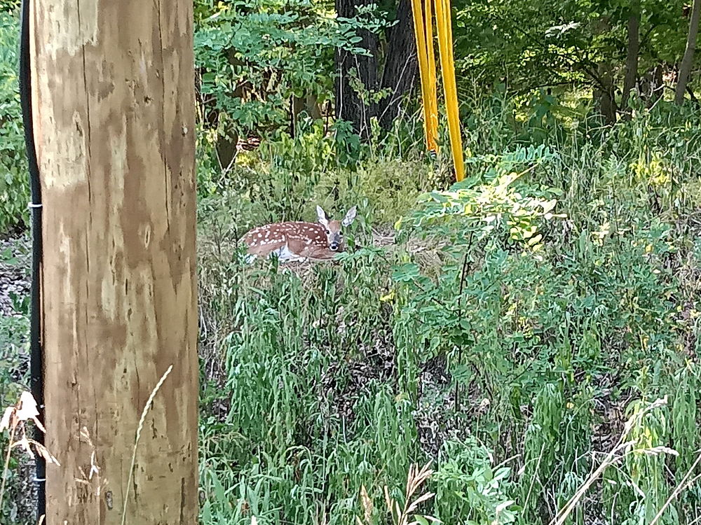 Deer Sighting