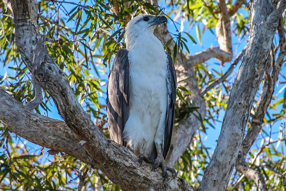 White bellied Sea eagle