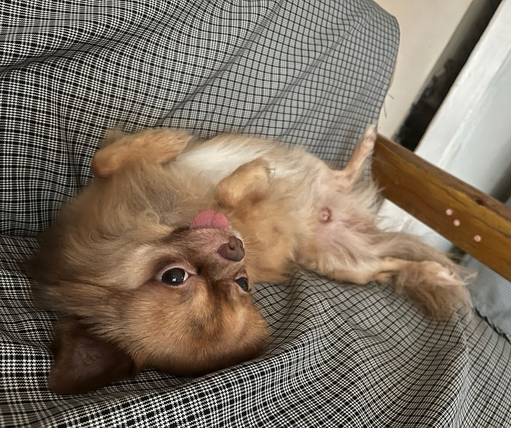 🐶