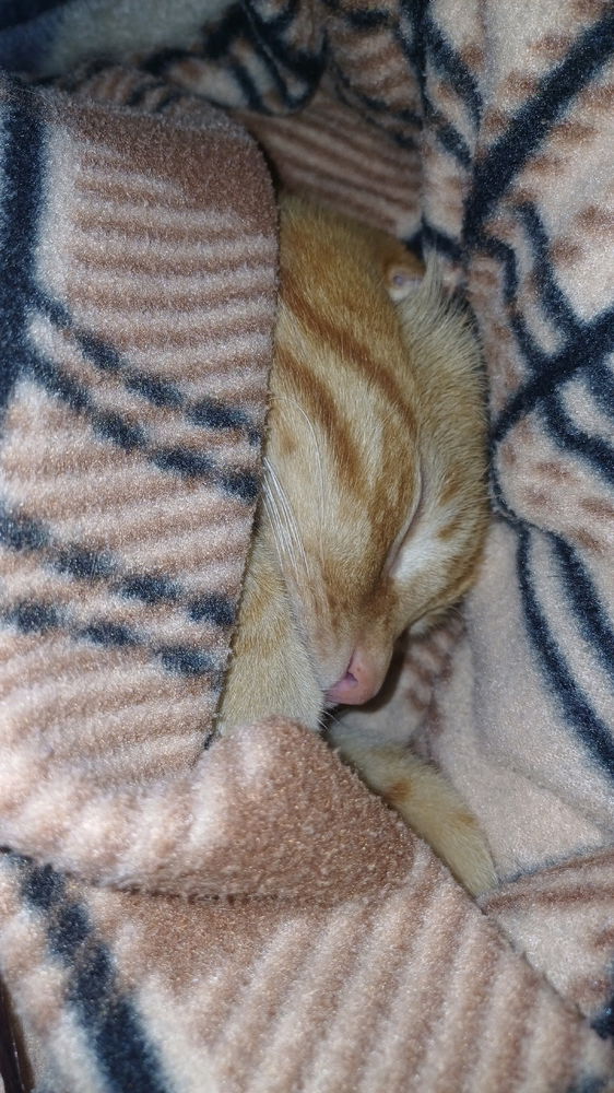 Mi boli