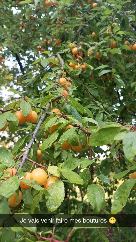 Mirabelles !!