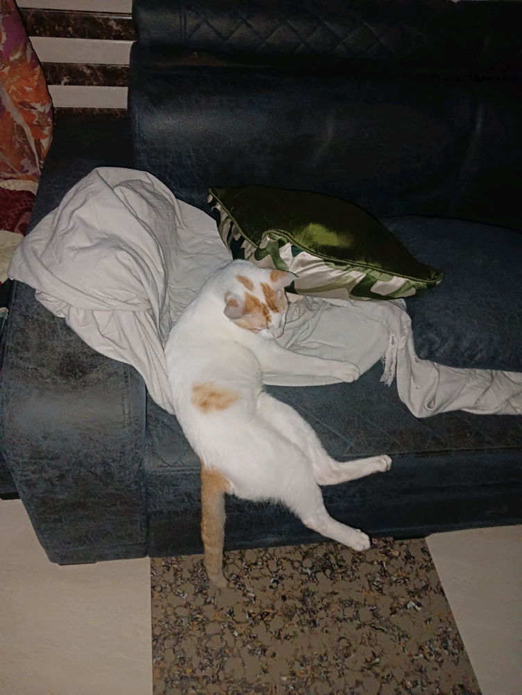 Pet my cat