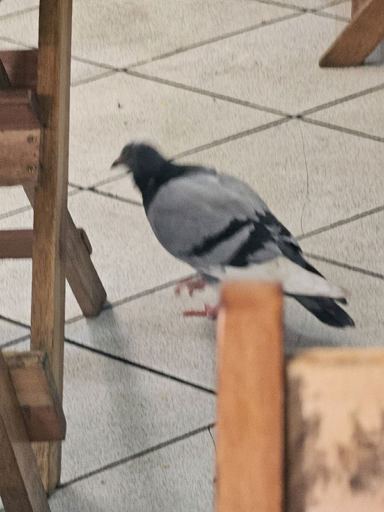 Frango com topete