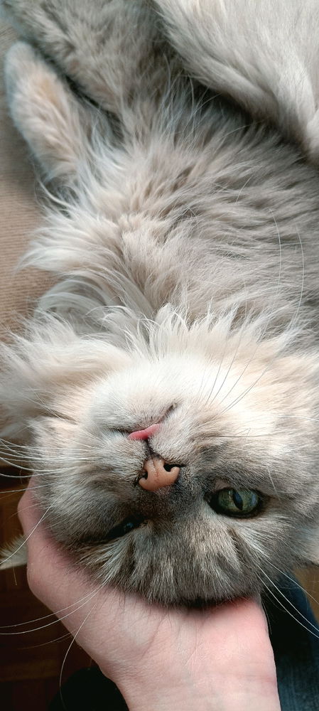 Sua Bellezza Leo