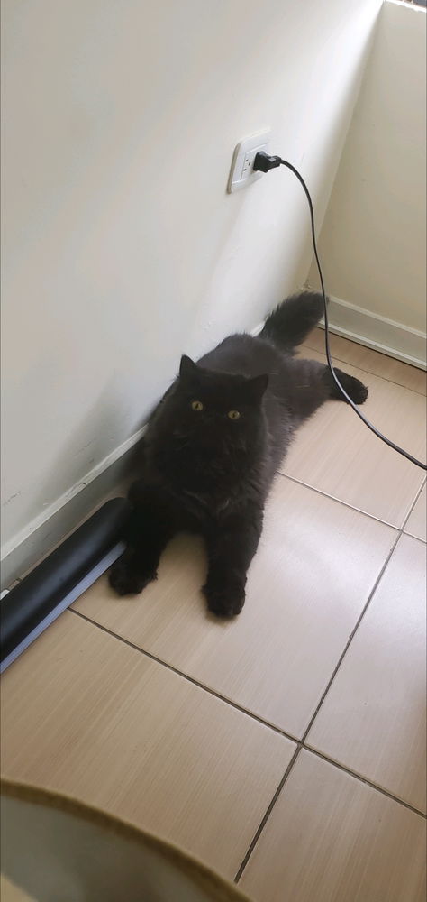 Gato negroo