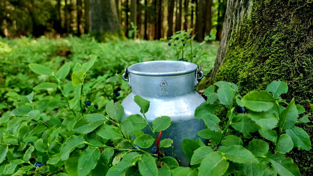 It's blueberry season