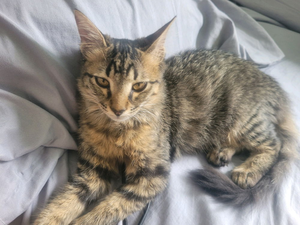 Procurando uma mamãe pra meus felinos
