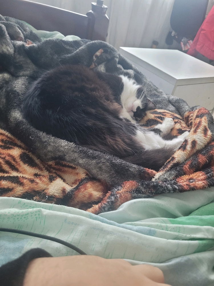 Procurando uma mamãe pra meus felinos