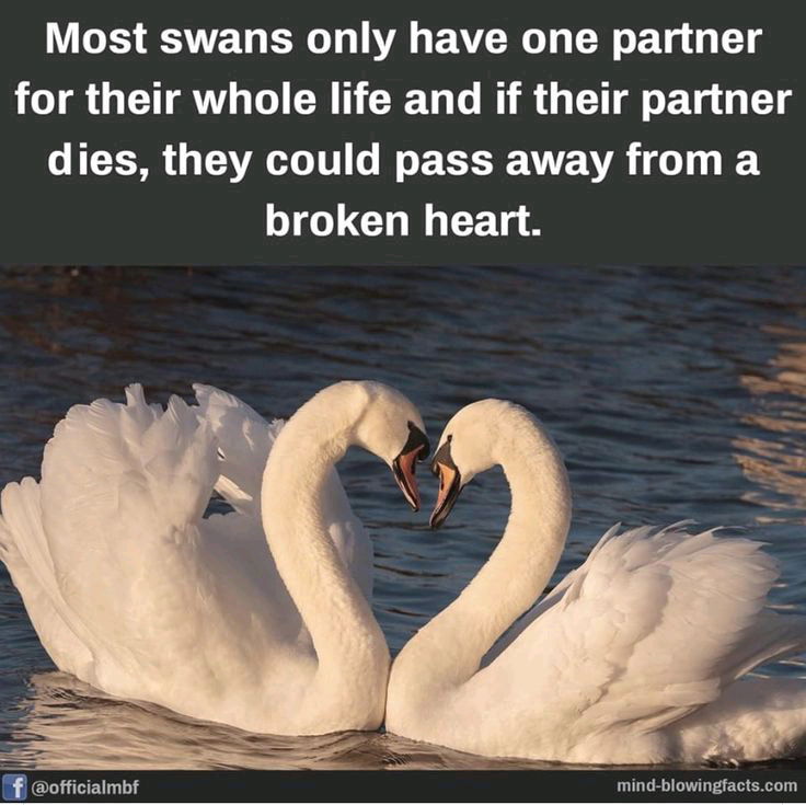 Mate for life