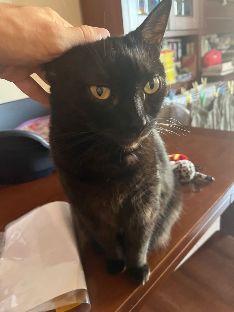 La kitty