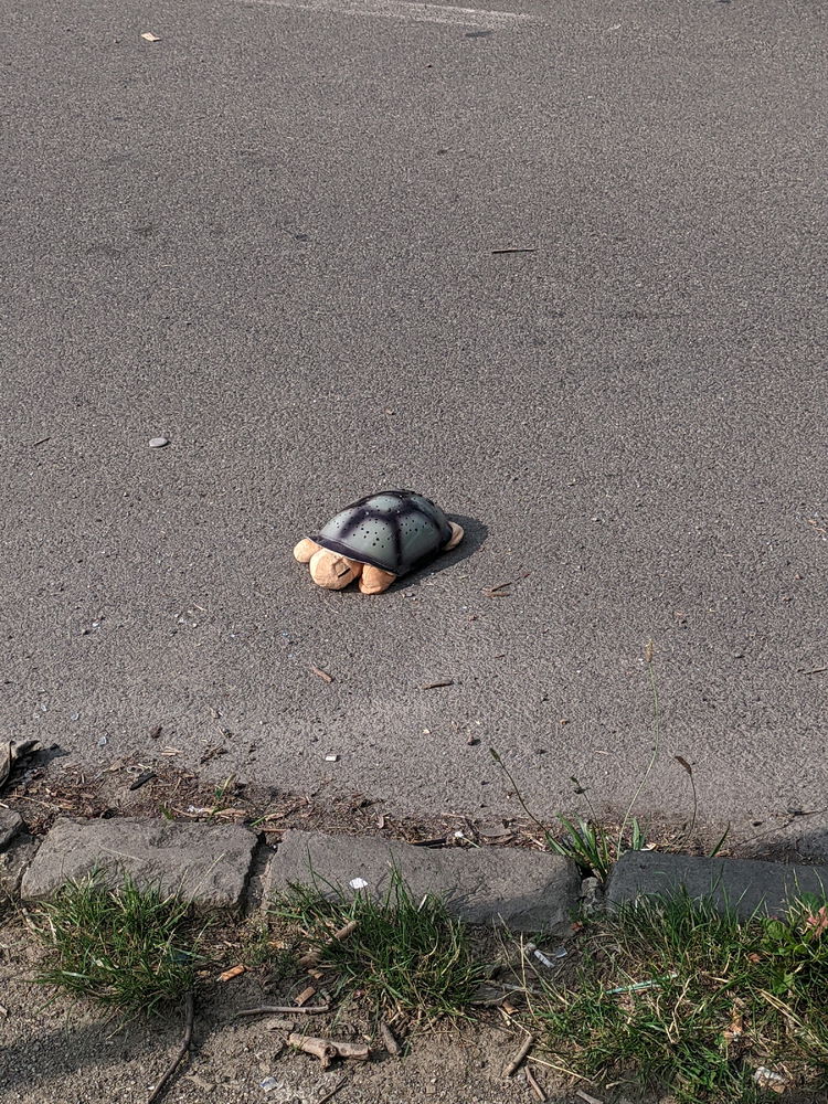 dnešný nález 🐢