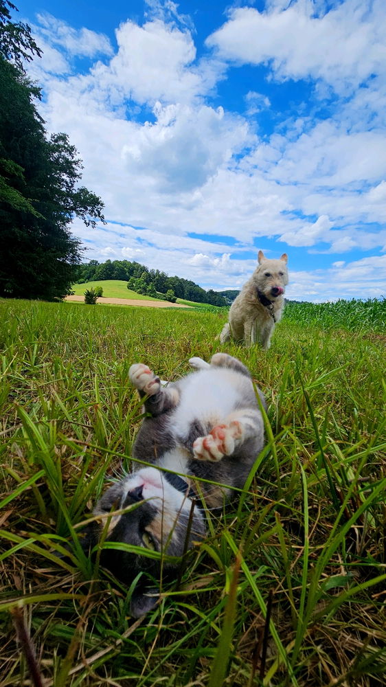 Sunday vibes🐾🐾