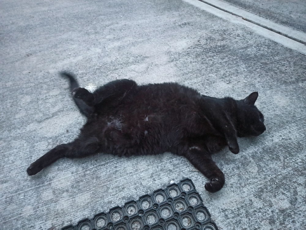 Le caldo
