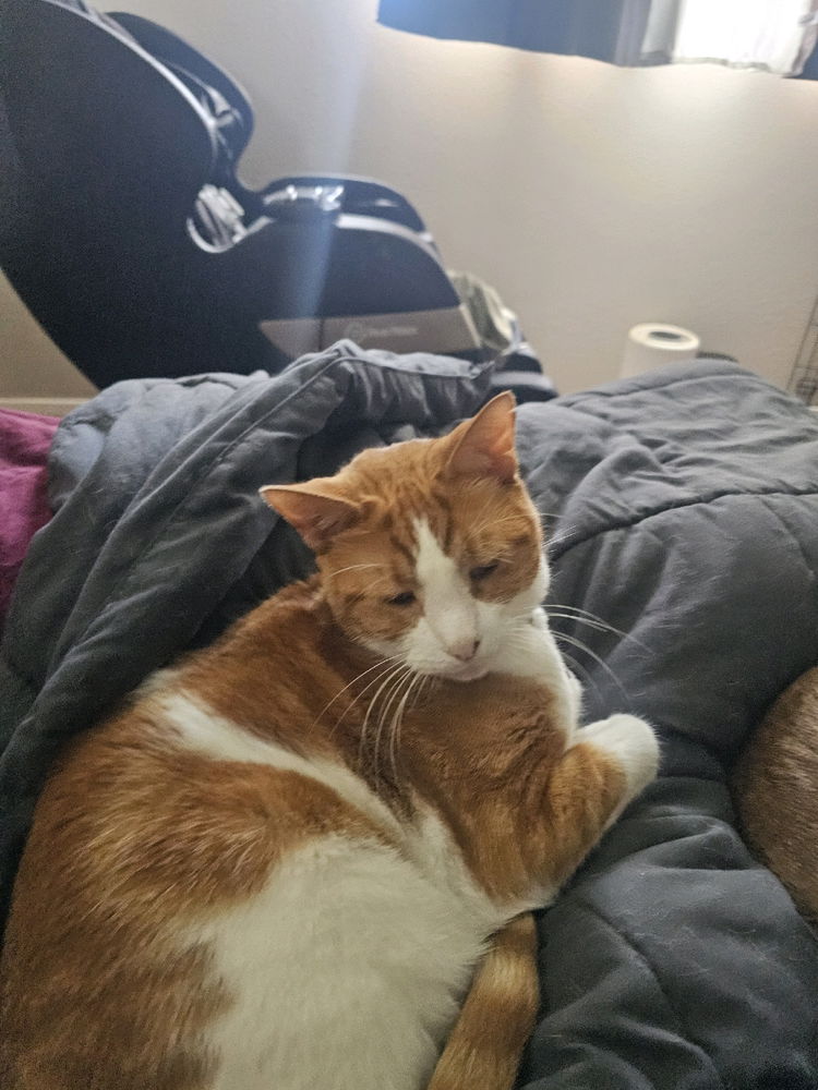 Look at my cat.