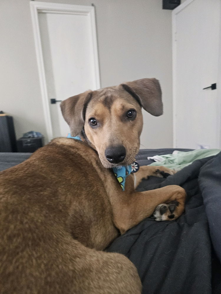 This is my doggie I found