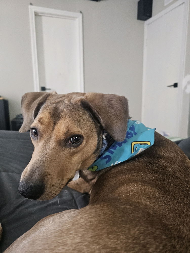 This is my doggie I found